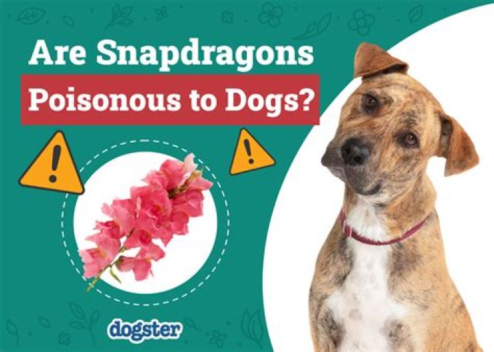 Are anemones poisonous to dogs?