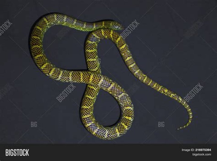 Are yellow and black striped snakes poisonous?