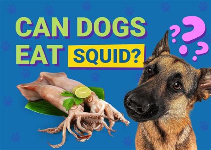 Can a dog eat squid?