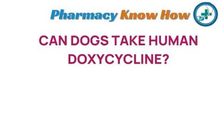 Can dogs take dextromethorphan? | ContextResponse.com