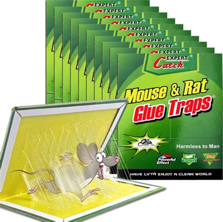 Can mice avoid glue traps?