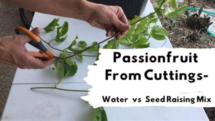 Can you grow a passionfruit vine from a cutting?