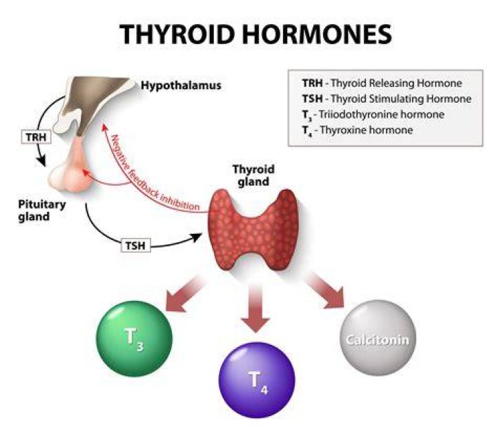 Does TSH stimulate prolactin?