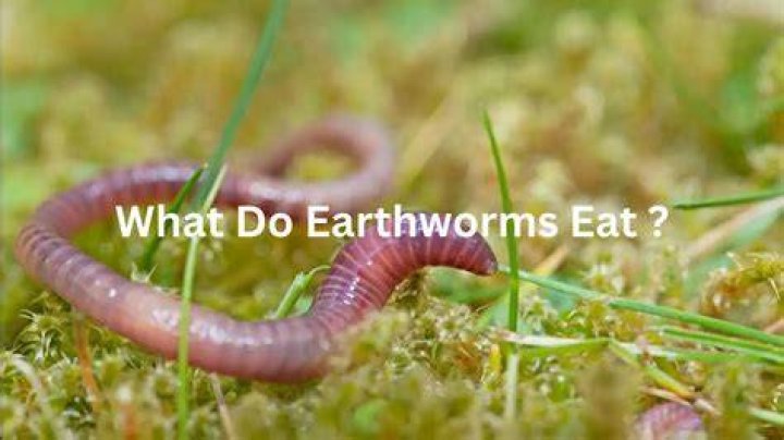 How do earthworms digest food?