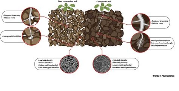 How do I keep my garden soil from compacting?