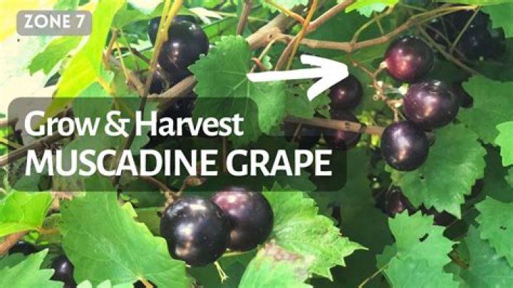 How do you fertilize muscadine grape vines?