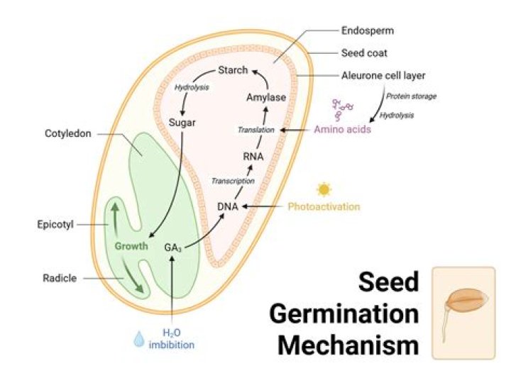 How do you germinate oregano seeds?