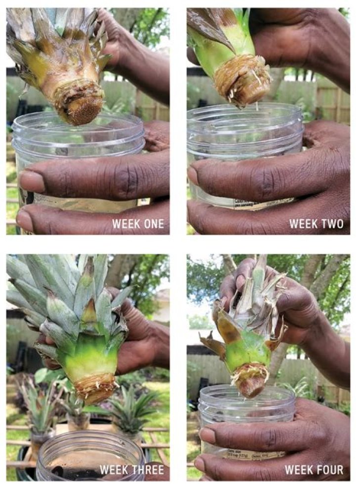 How do you grow a pineapple from a crown?