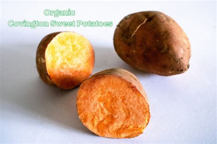 How do you grow Covington sweet potatoes?