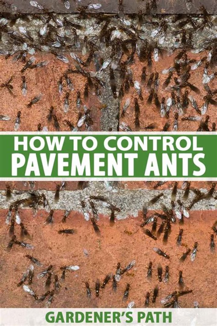 How do you kill pavement ants?