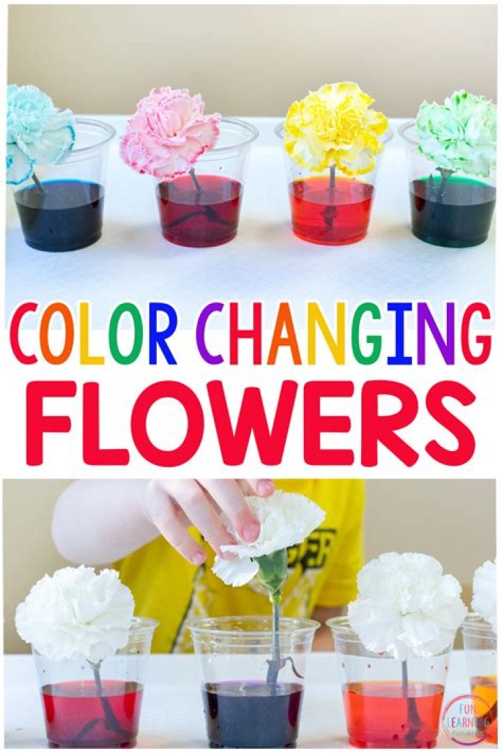 How do you make a flower change color?