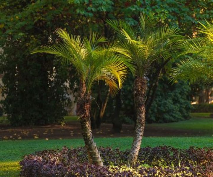 How do you prune a fishtail palm?