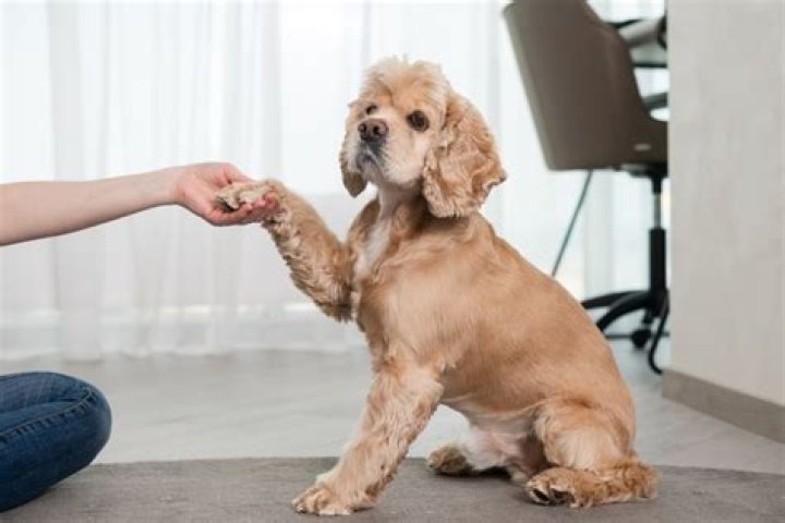 How long does it take to potty train a cocker spaniel?