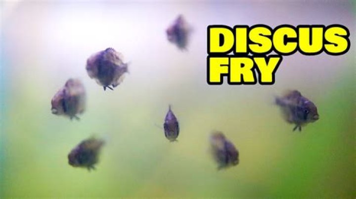 How long until discus fry free swim?