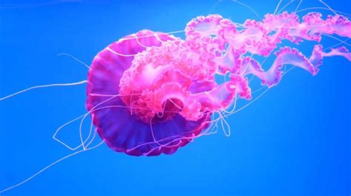 How many germs layers do cnidarians have and name them?