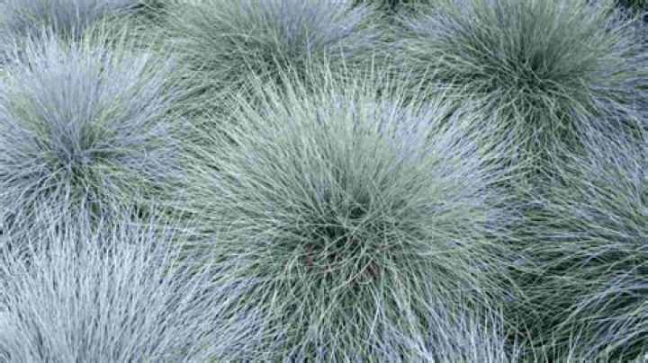 Is fescue a perennial or annual?