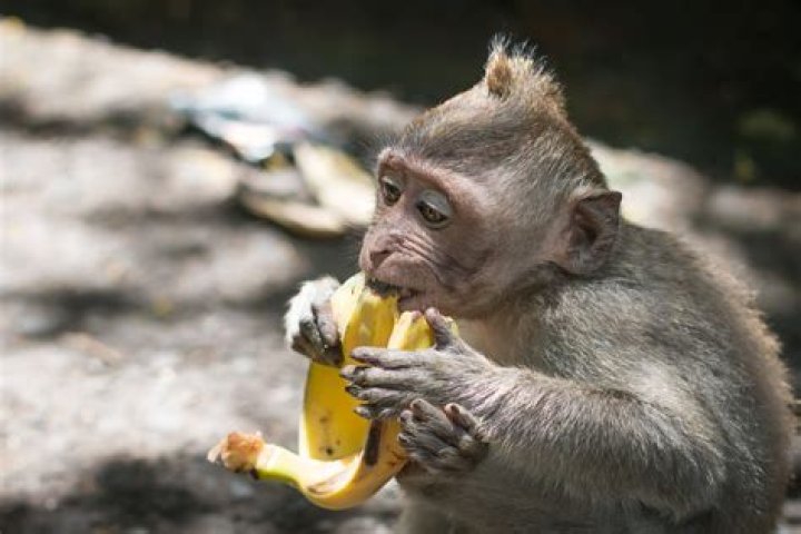 What animal eats banana?