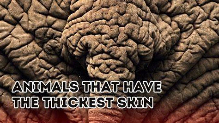 What animal has the second thickest fur?