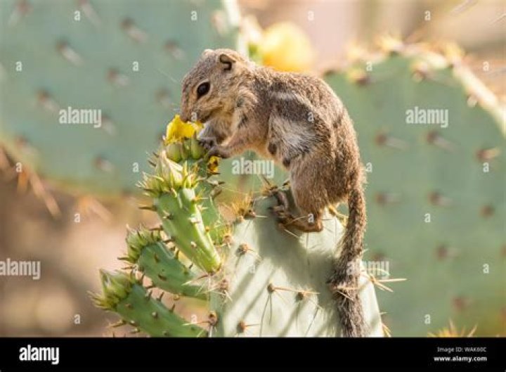 What animals eat desert plants?