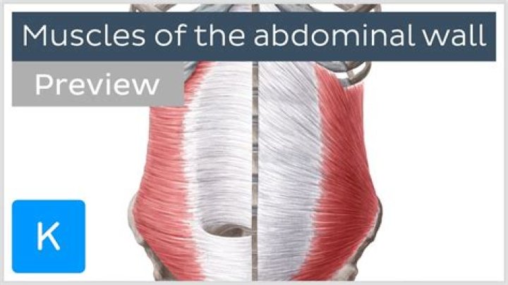 What are the muscles of the abdominal wall?