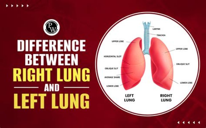 What are the structural differences between the left and right lungs?