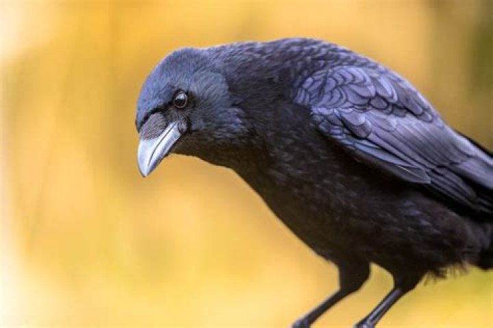 What can crows eat? | ContextResponse.com
