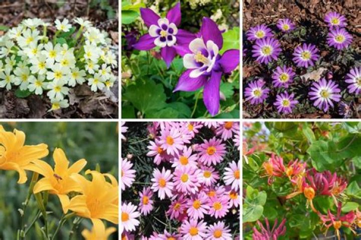 What can I plant now in South Carolina?