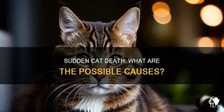 What causes a cat to die suddenly?
