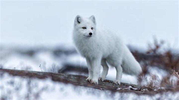 What do arctic foxes eat?