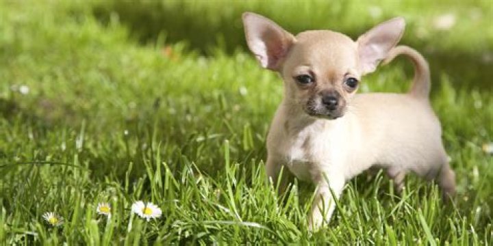 What is the best miniature dog breed?