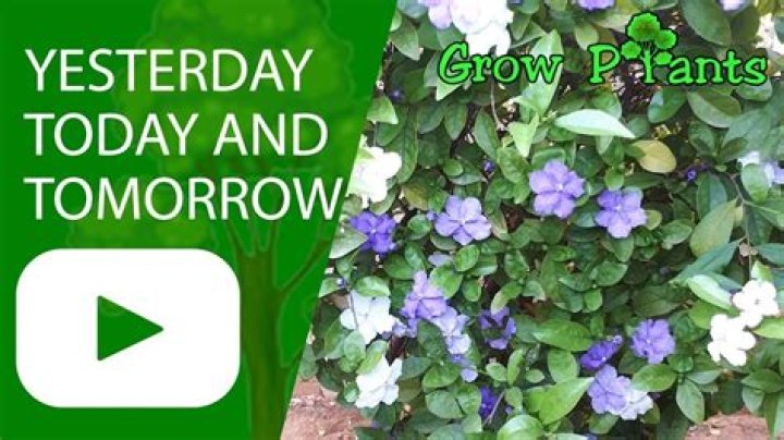 What is the botanical name for yesterday today and tomorrow?