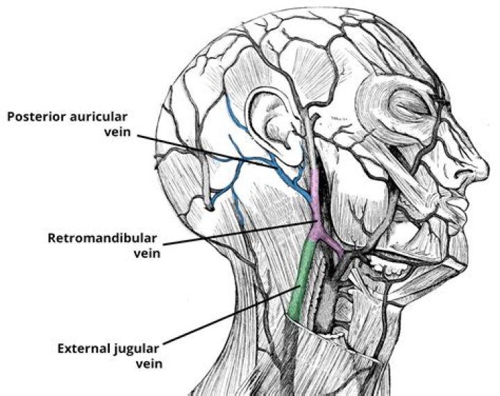 What is the Retromandibular vein?