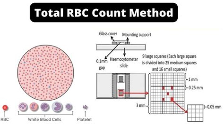 What is the term for an increase in the total number of RBCs?