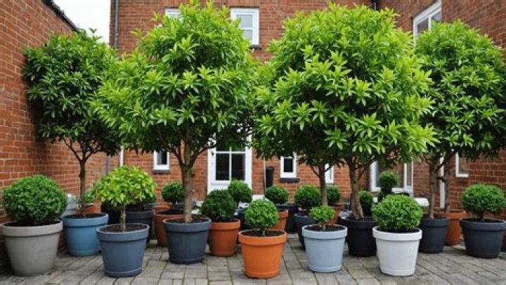 What kind of trees grow well in pots?