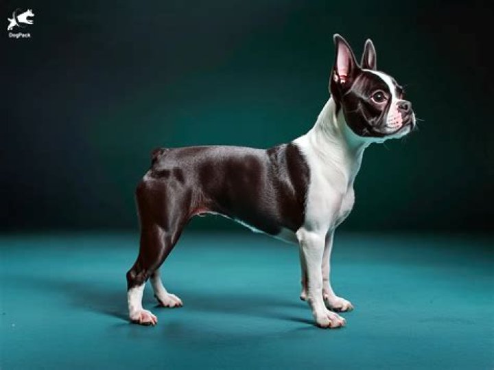What makes a Boston terrier show quality?