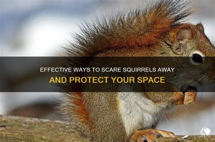 What scares a squirrel away?