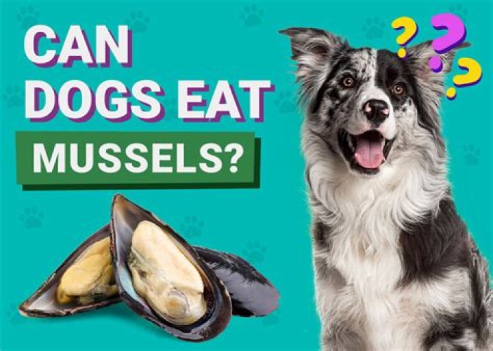 When can you eat mussels UK?