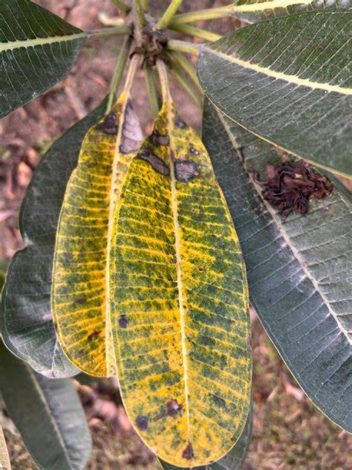 Why are the leaves on my plumeria turning yellow?