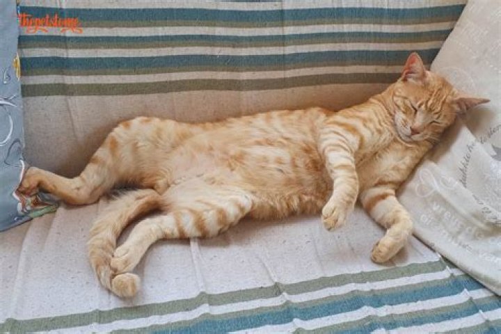Why do cats lay on their back with paws up?